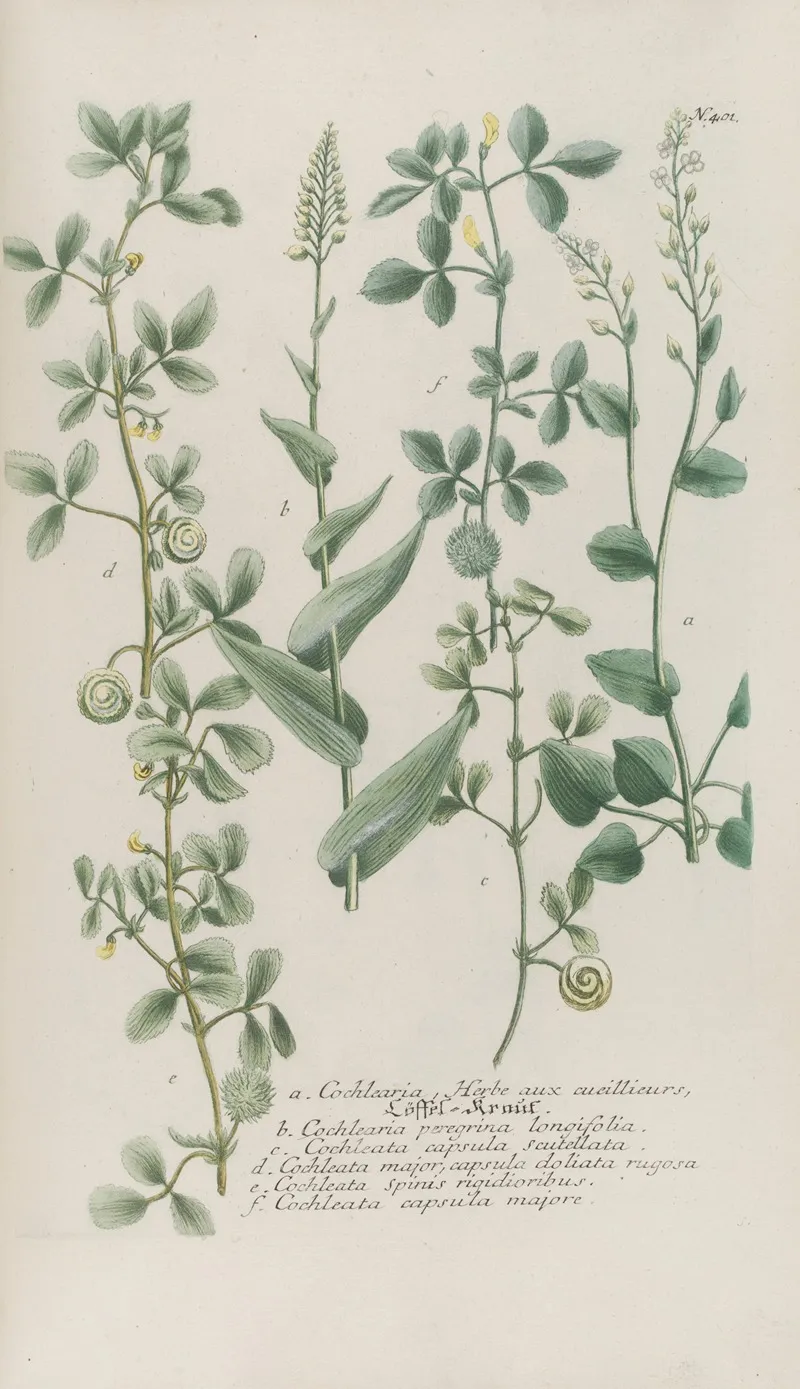 Phytanthoza Iconographia Pl 124