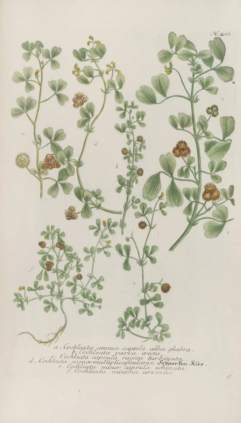 Phytanthoza Iconographia Pl 125