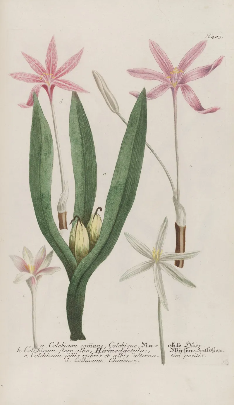 Phytanthoza Iconographia Pl 126