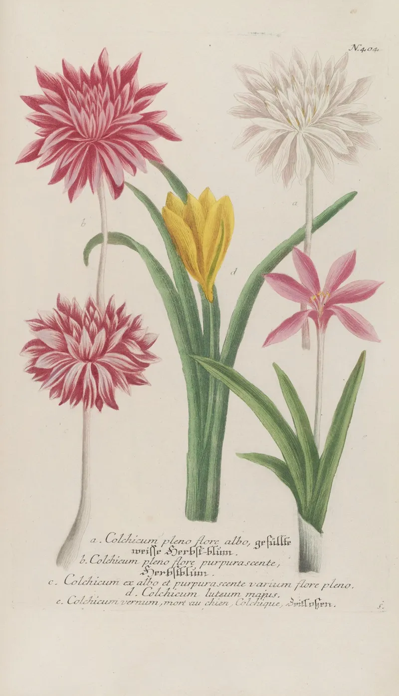 Phytanthoza Iconographia Pl 127