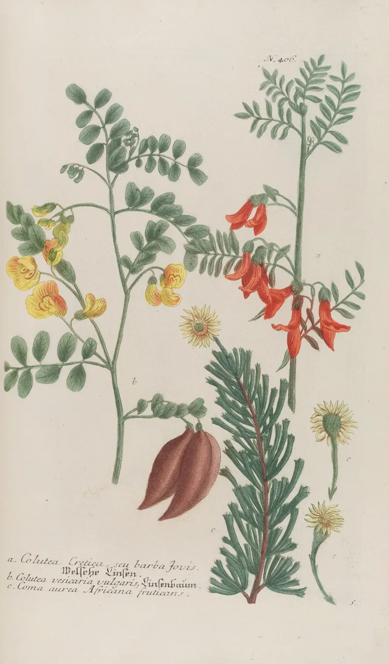 Phytanthoza Iconographia Pl 129