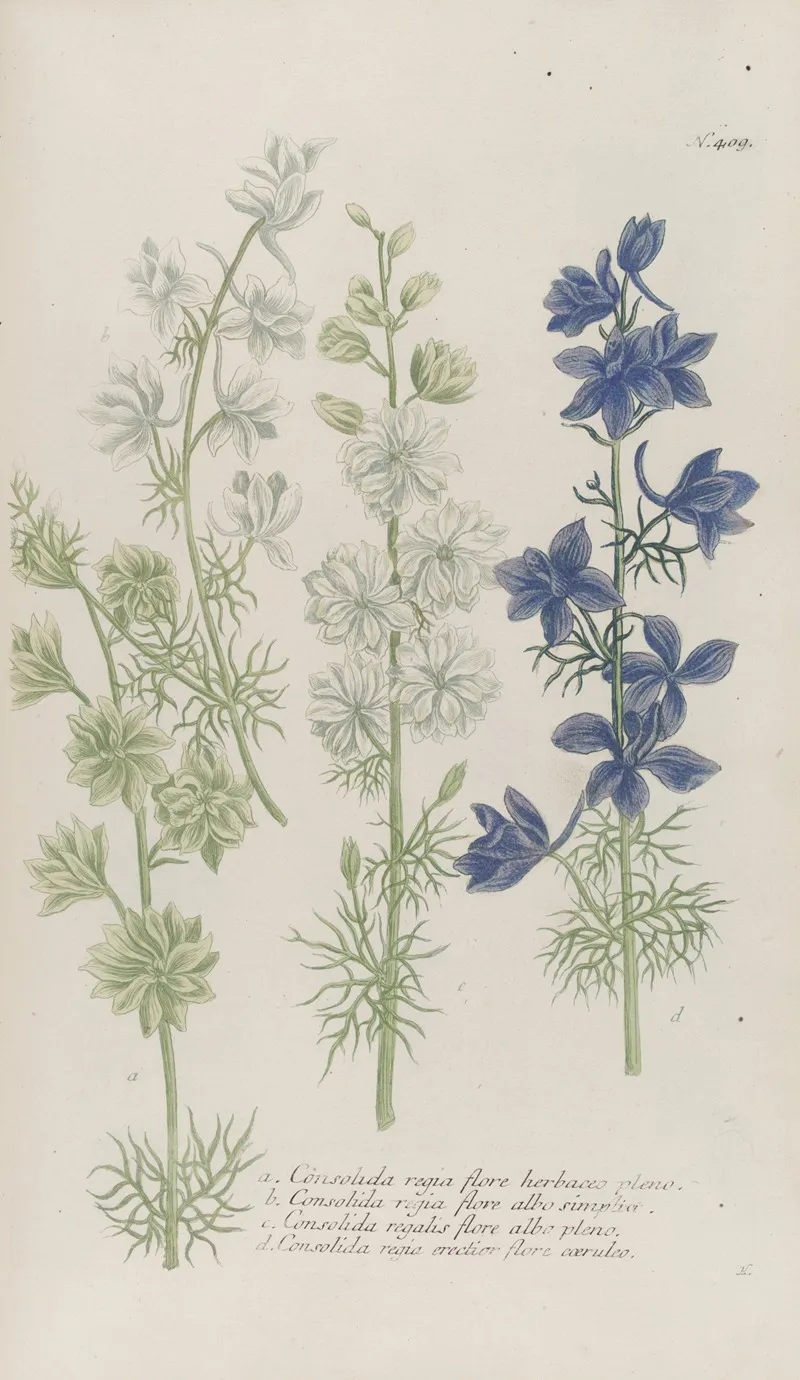 Phytanthoza Iconographia Pl 132