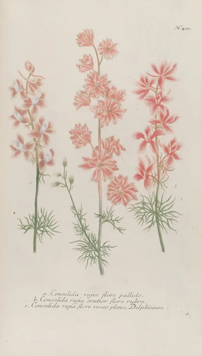 Phytanthoza Iconographia Pl 133