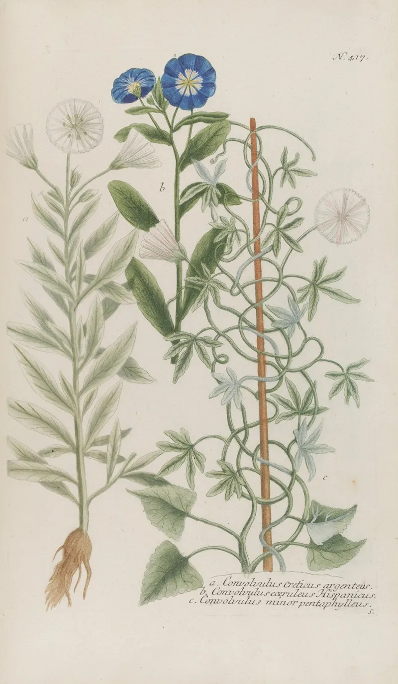 Phytanthoza Iconographia Pl 140