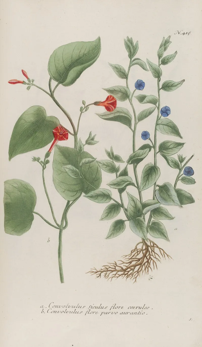 Phytanthoza Iconographia Pl 141