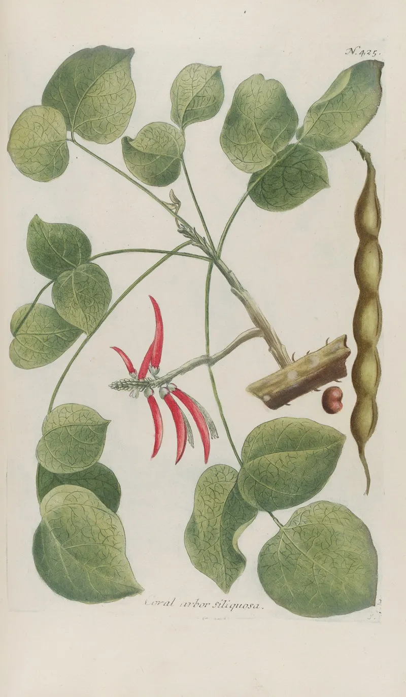 Phytanthoza Iconographia Pl 148