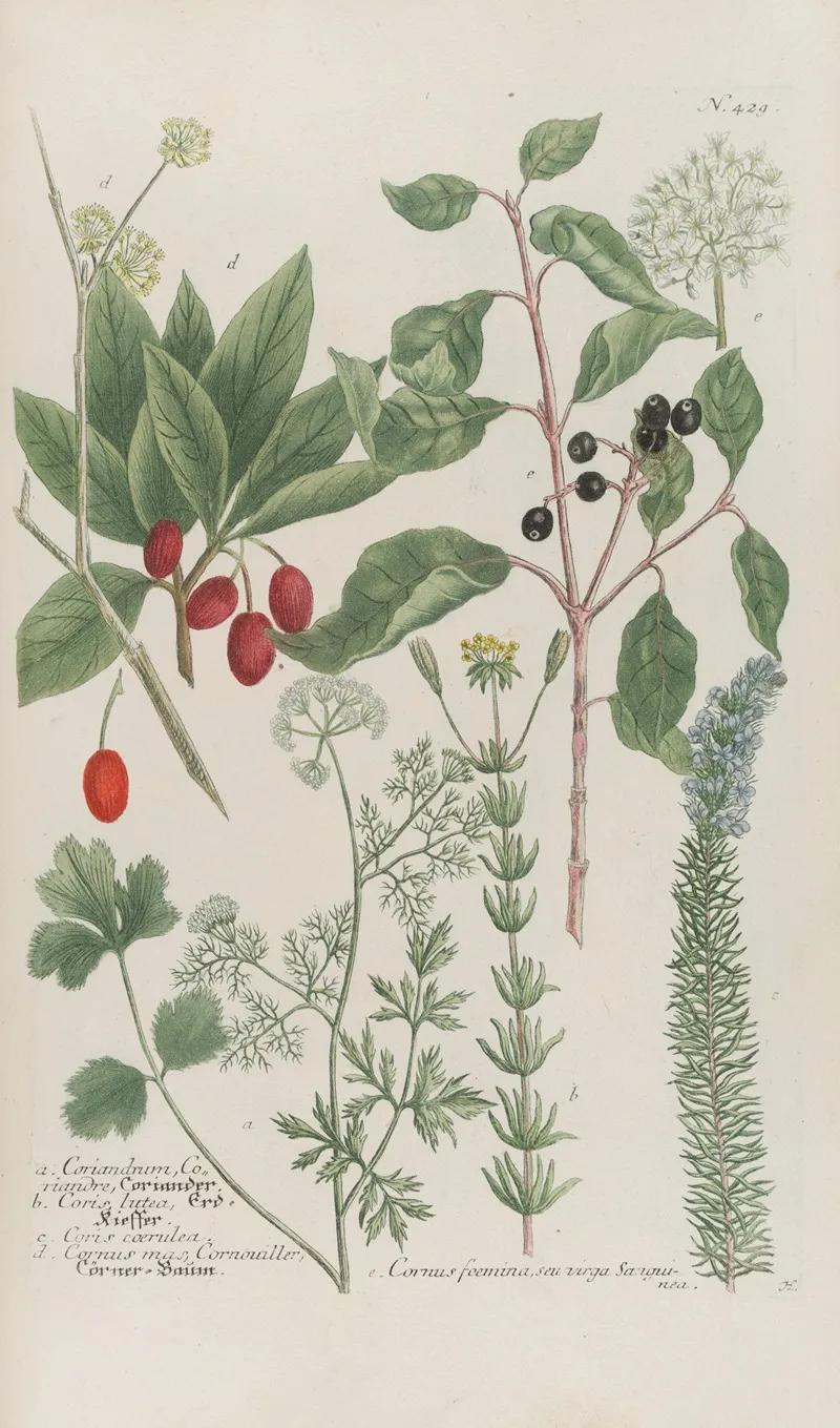 Phytanthoza Iconographia Pl 152