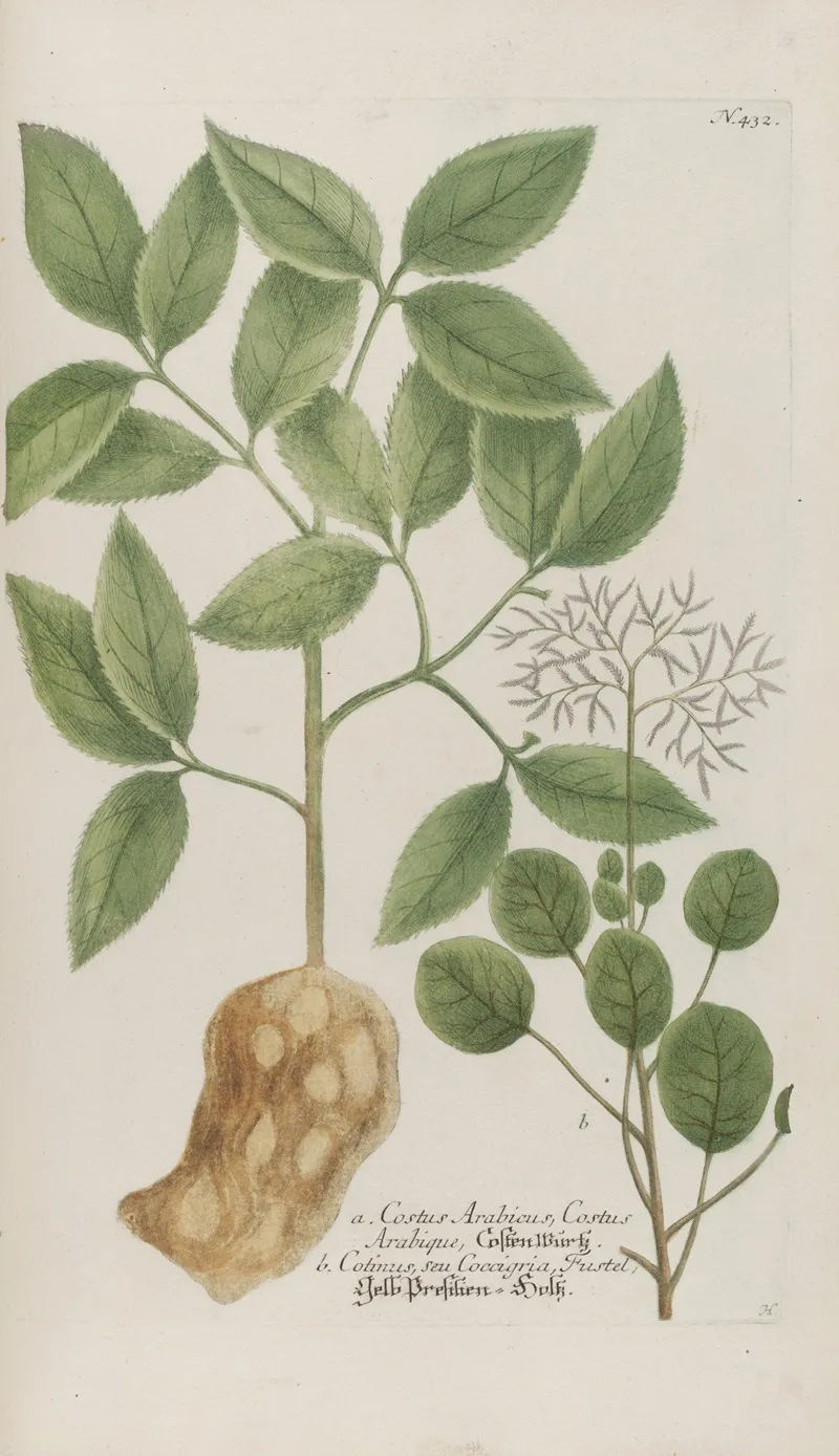 Phytanthoza Iconographia Pl 155