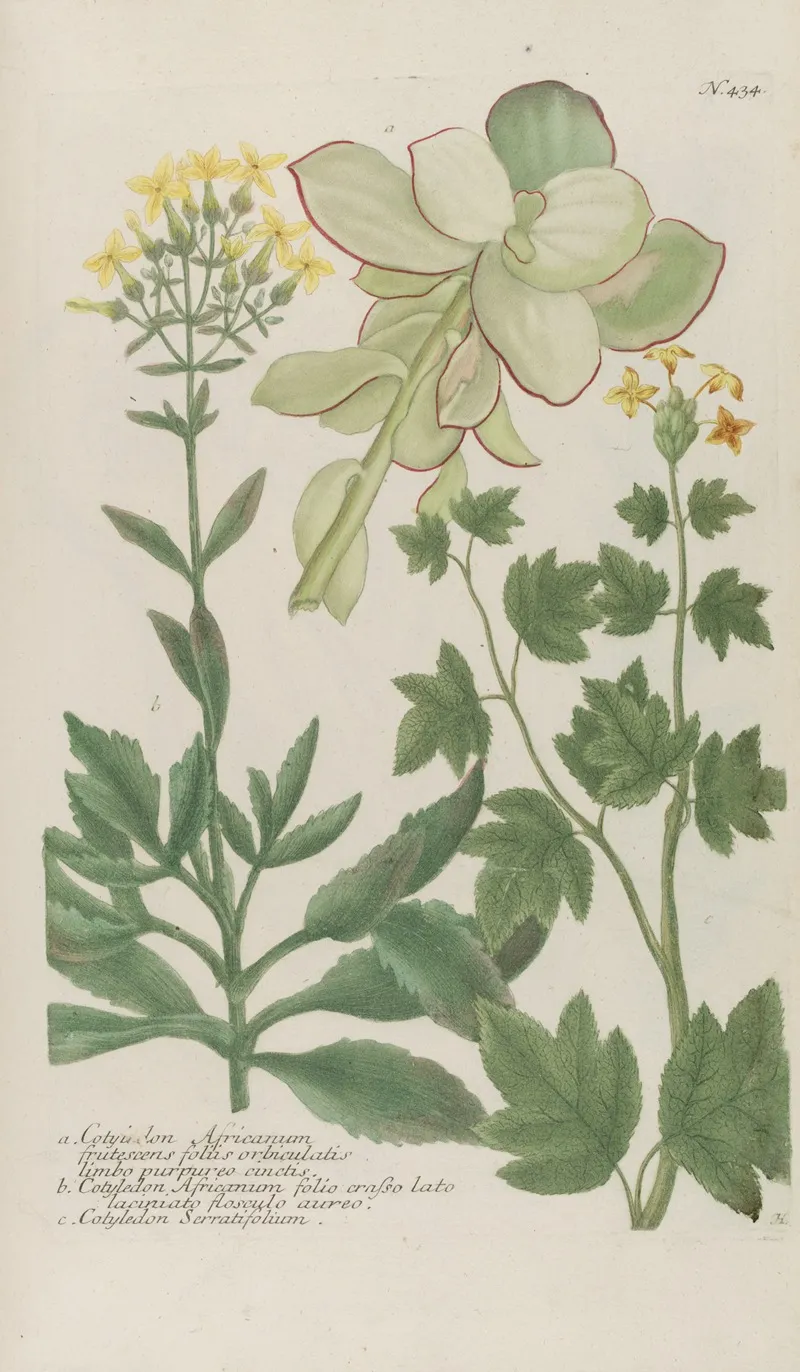 Phytanthoza Iconographia Pl 157