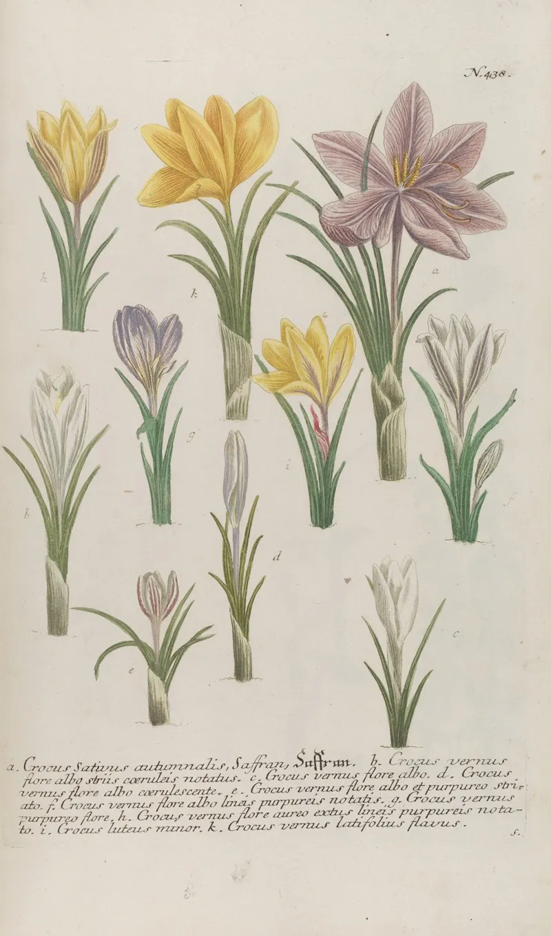 Phytanthoza Iconographia Pl 161