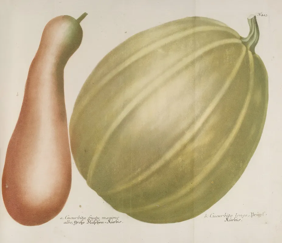 Phytanthoza Iconographia Pl 168