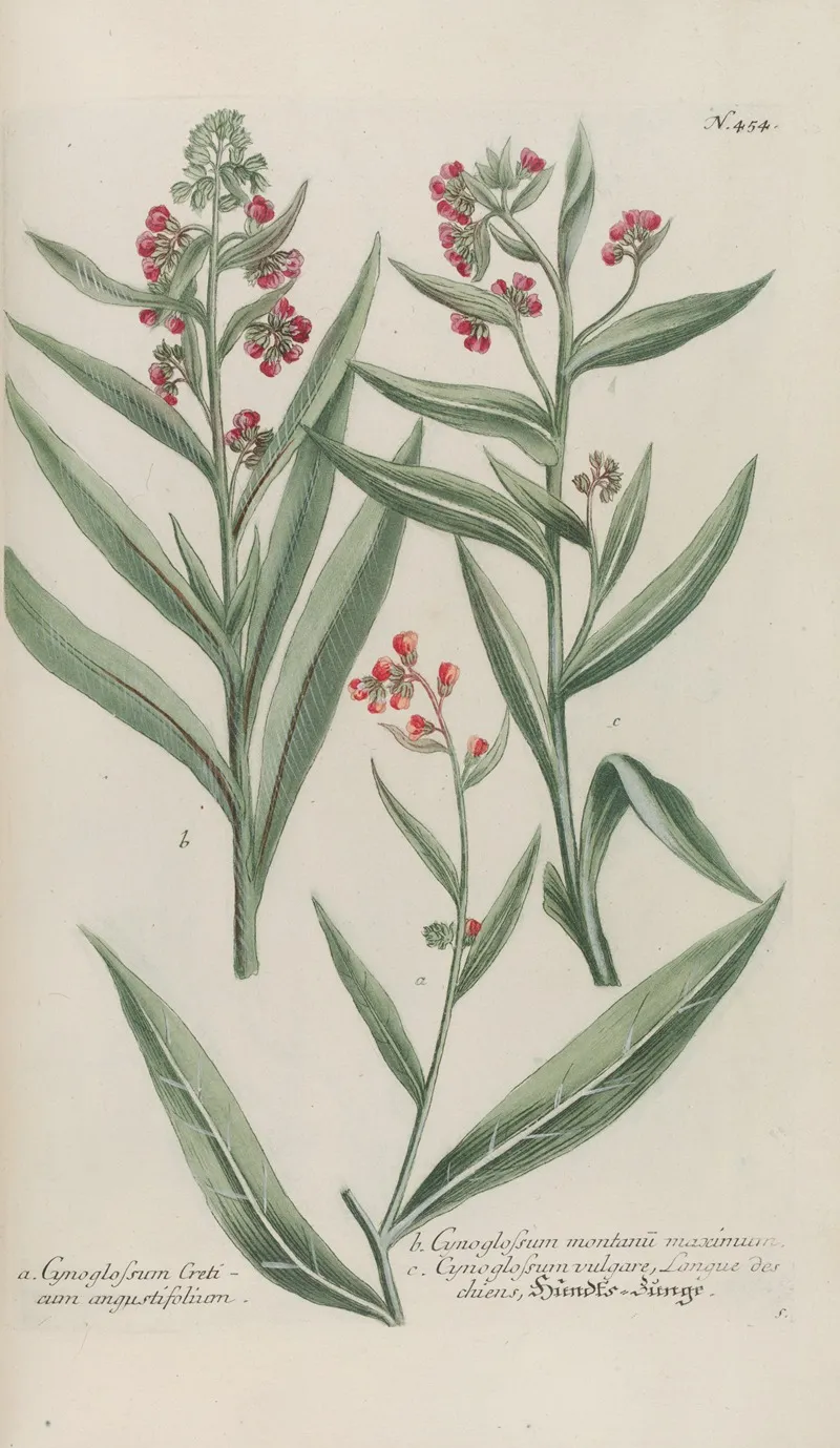 Phytanthoza Iconographia Pl 177