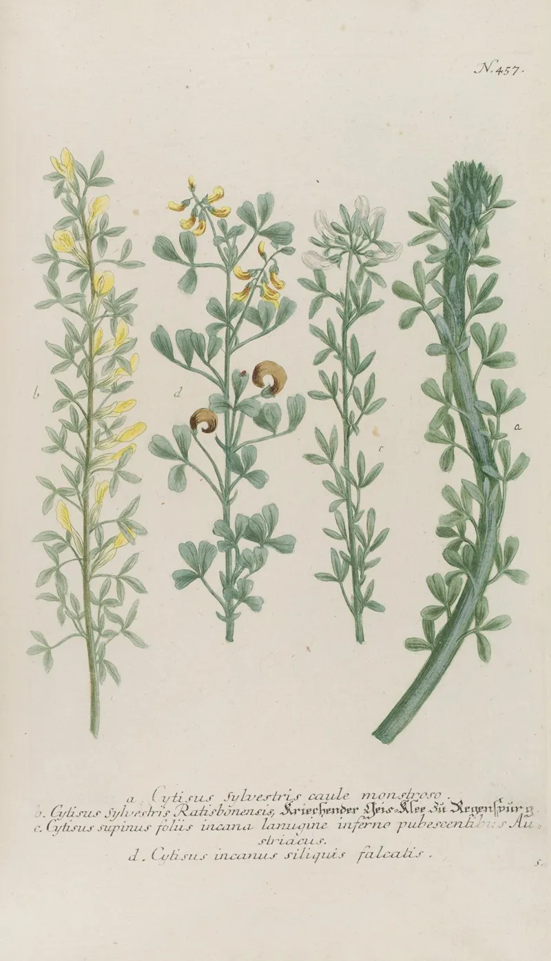 Phytanthoza Iconographia Pl 180