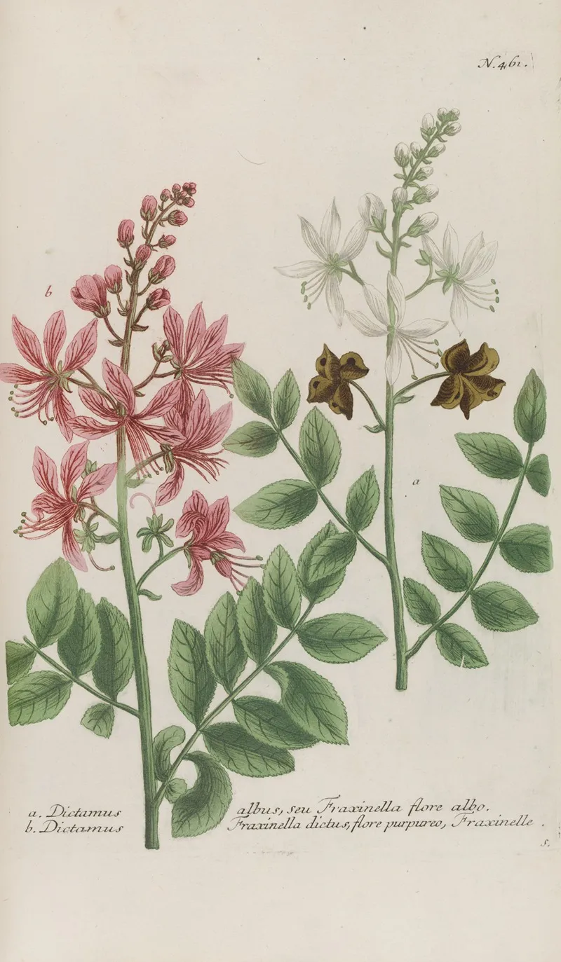 Phytanthoza Iconographia Pl 184