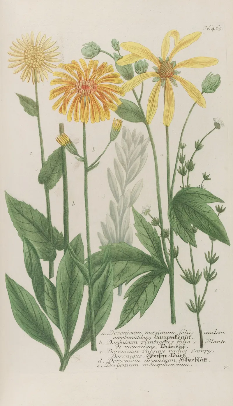 Phytanthoza Iconographia Pl 192