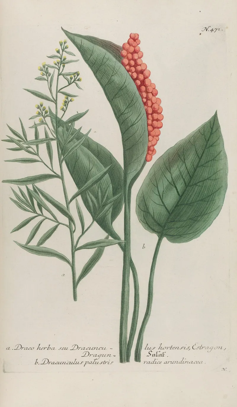 Phytanthoza Iconographia Pl 194