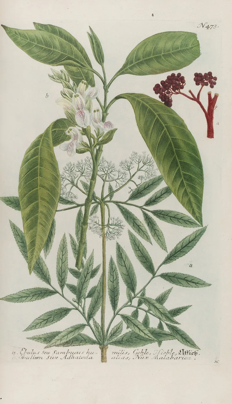 Phytanthoza Iconographia Pl 196