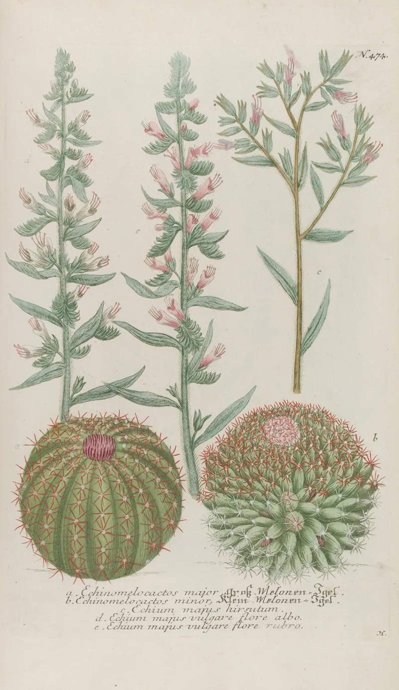 Phytanthoza Iconographia Pl 197