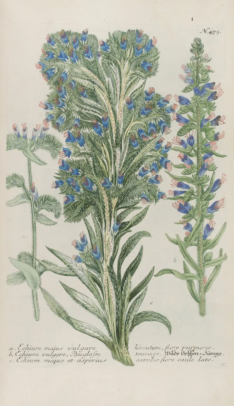 Phytanthoza Iconographia Pl 198