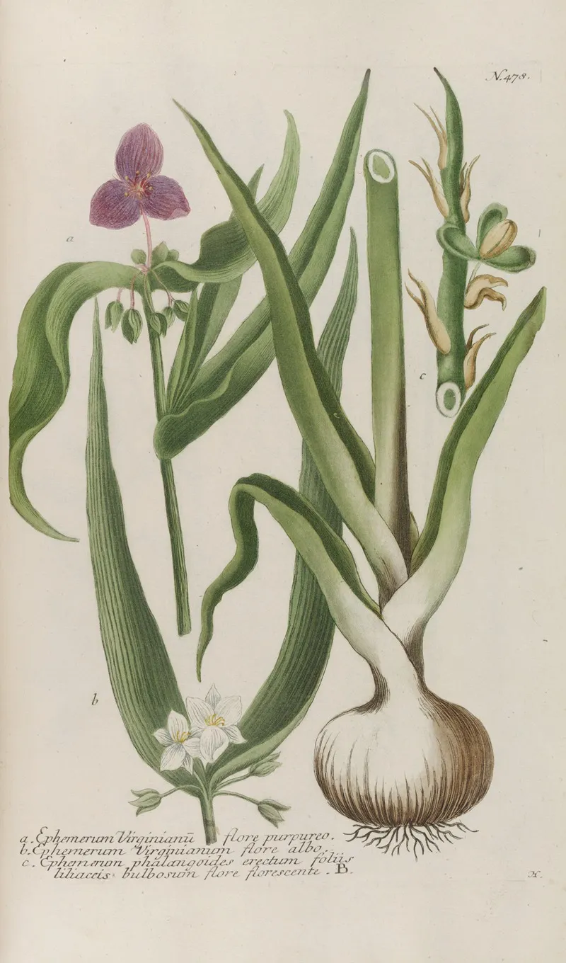 Phytanthoza Iconographia Pl 201