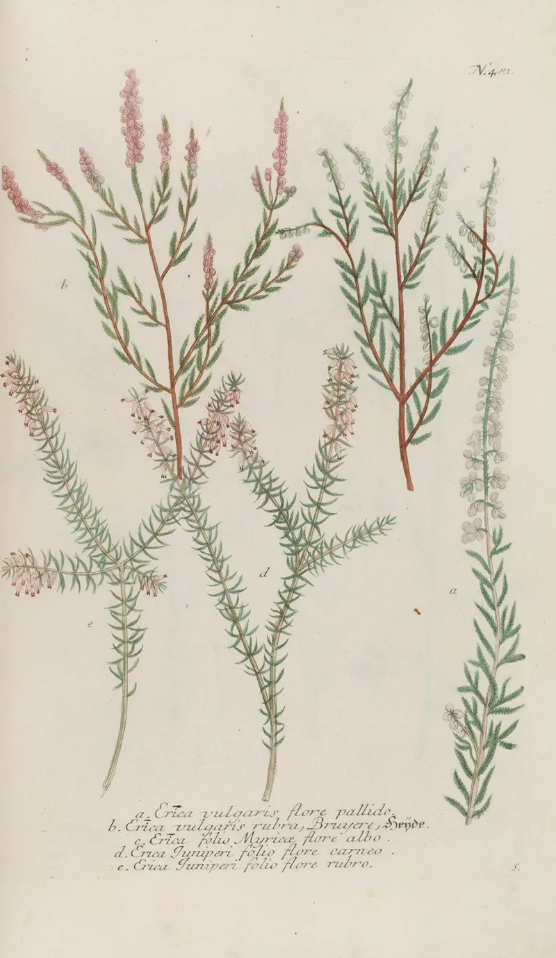 Phytanthoza Iconographia Pl 204