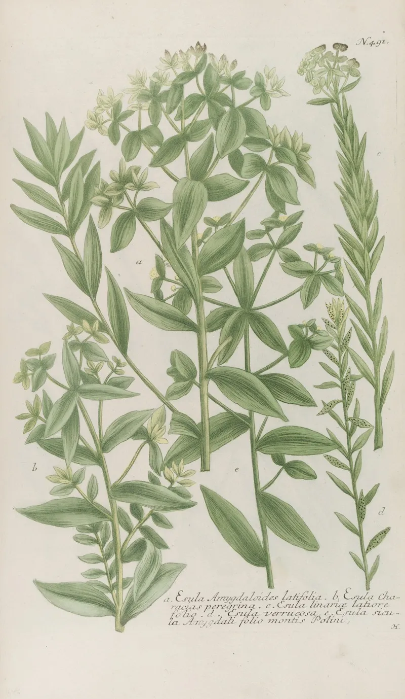 Phytanthoza Iconographia Pl 214