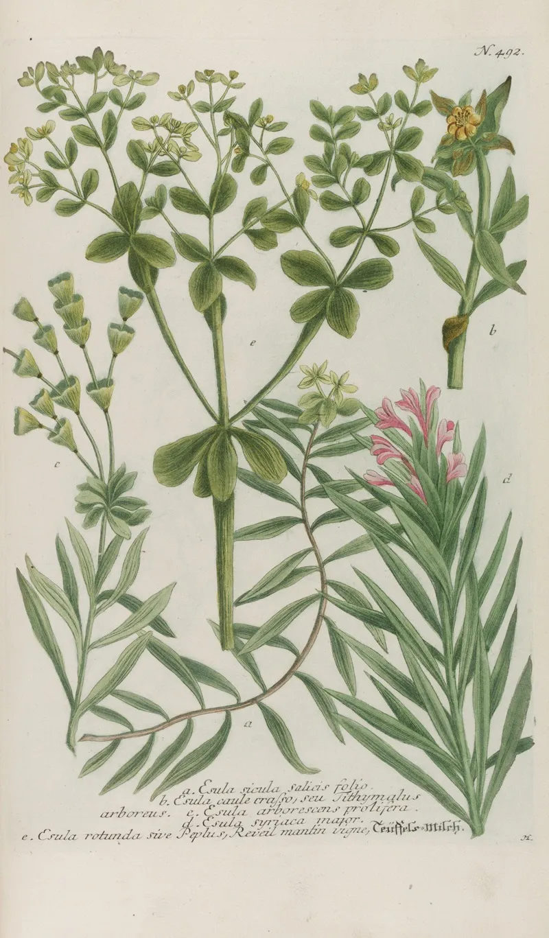 Phytanthoza Iconographia Pl 215