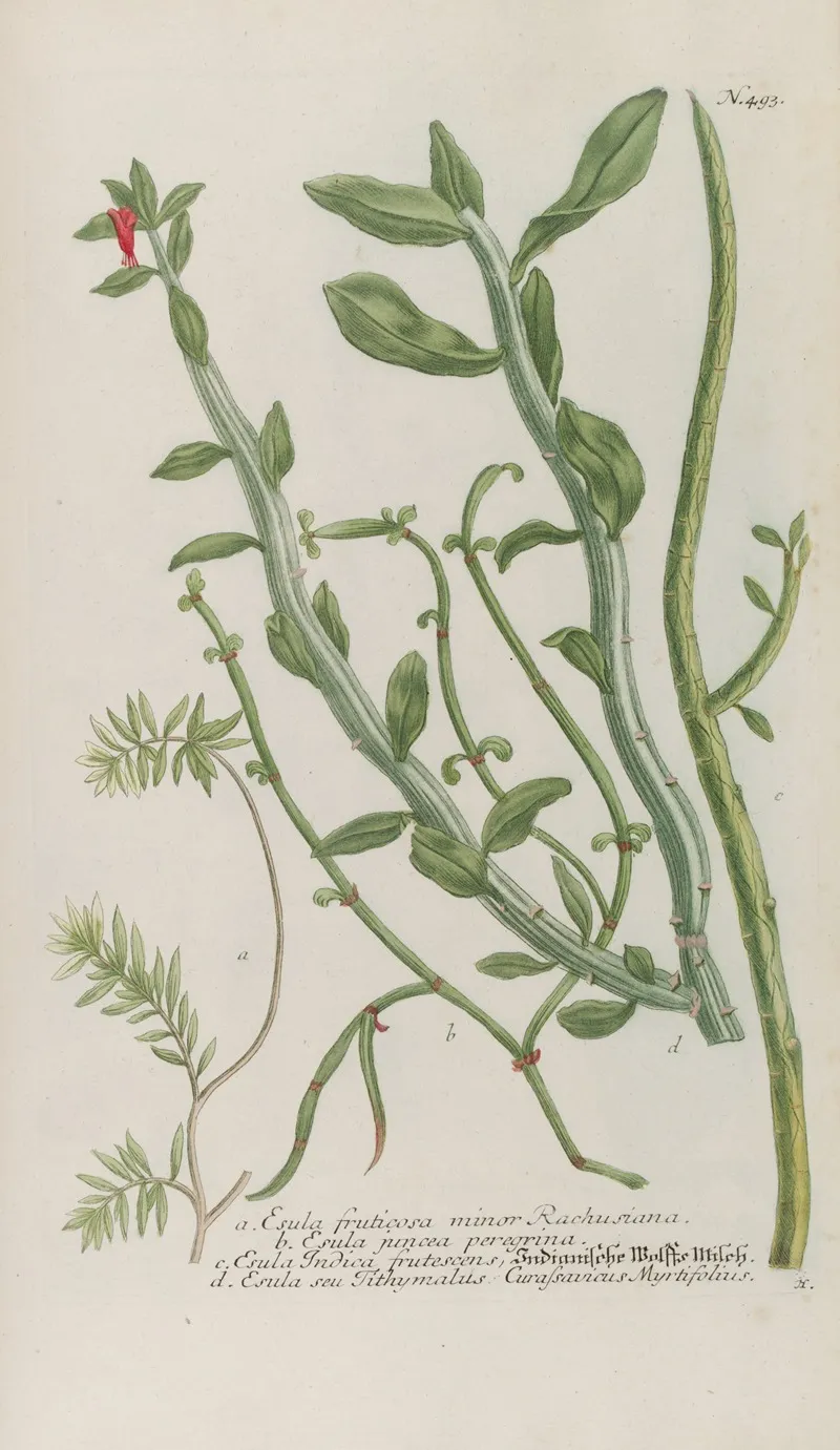 Phytanthoza Iconographia Pl 216