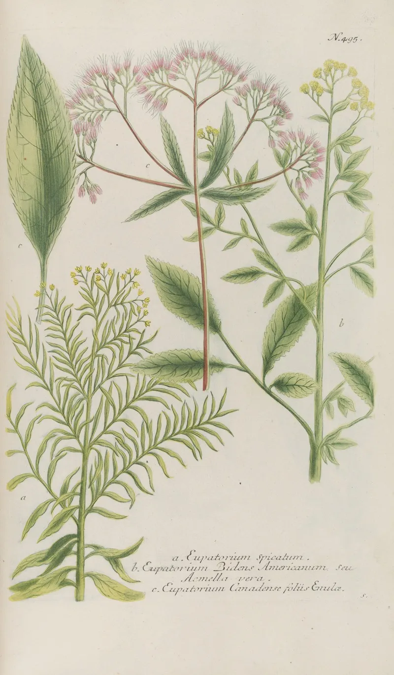 Phytanthoza Iconographia Pl 218
