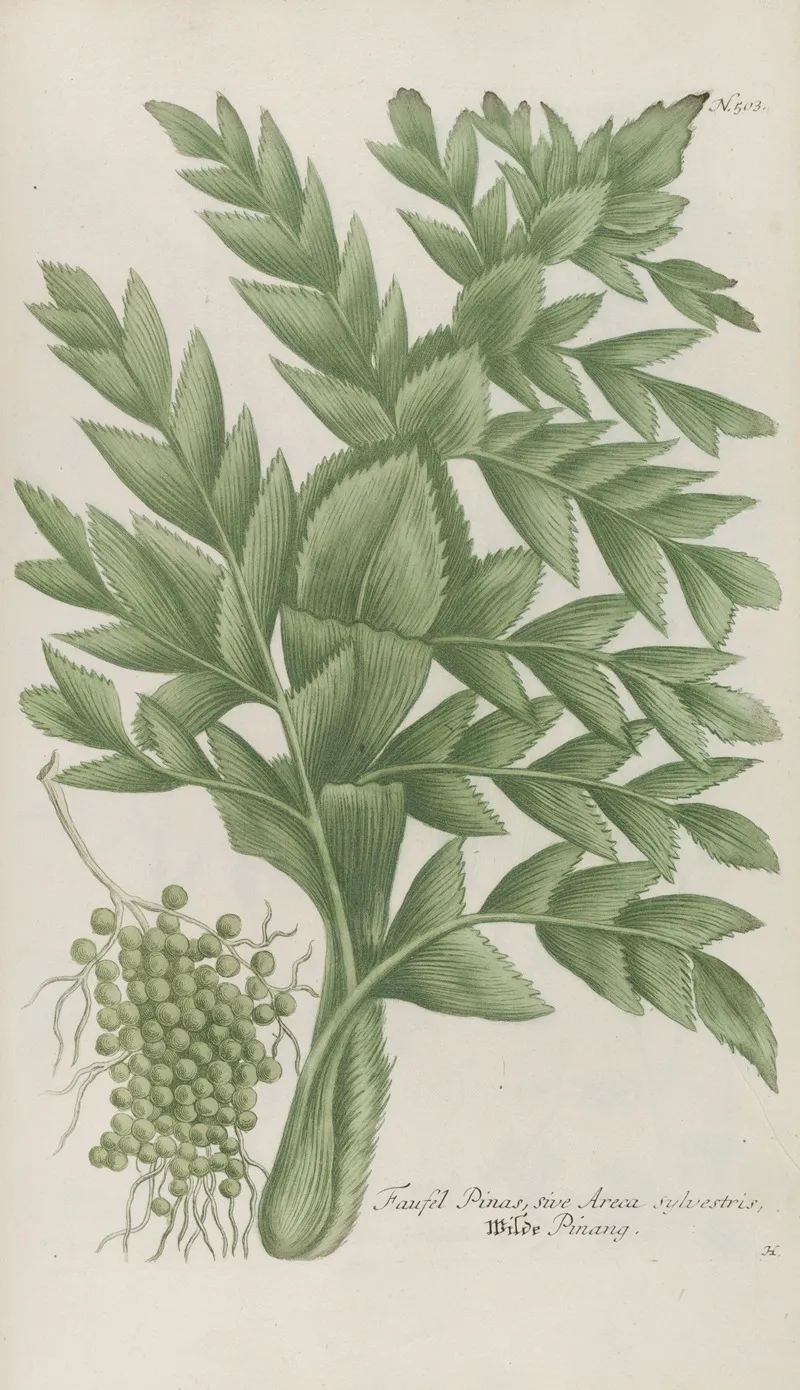 Phytanthoza Iconographia Pl 226