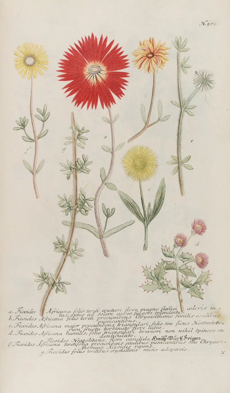 Phytanthoza Iconographia Pl 228