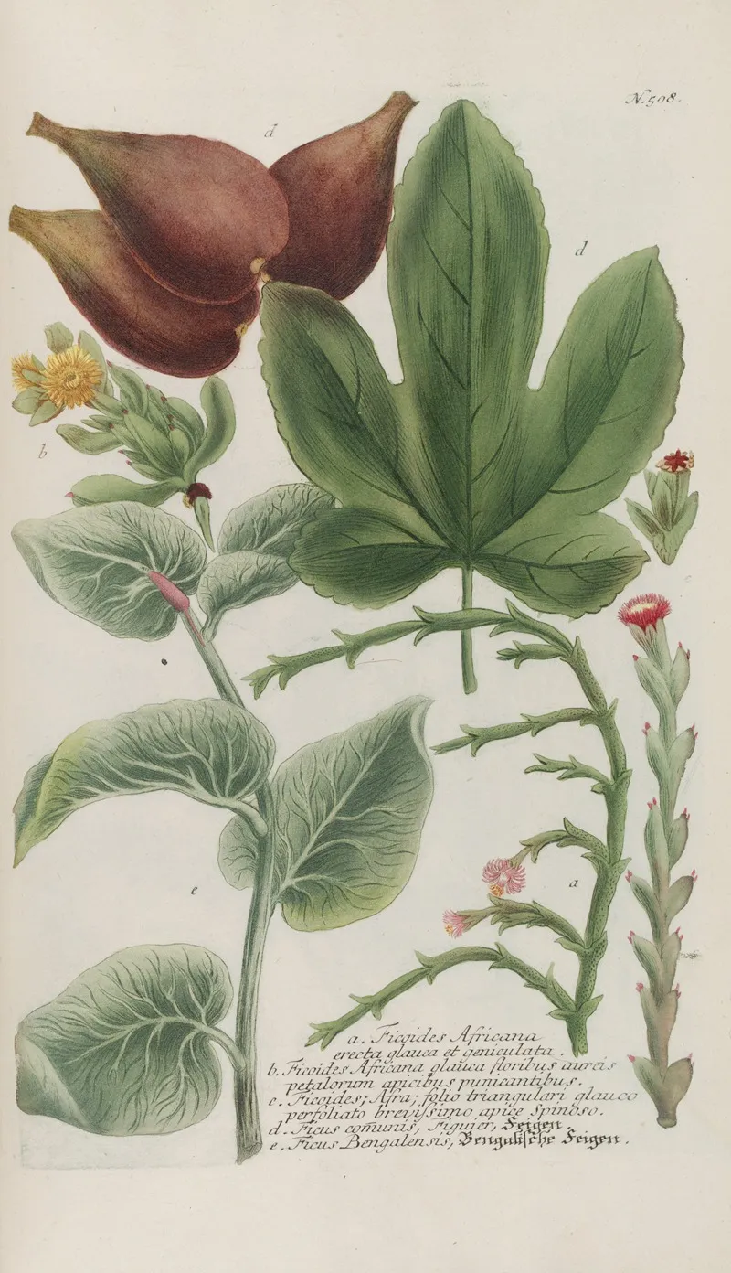 Phytanthoza Iconographia Pl 231