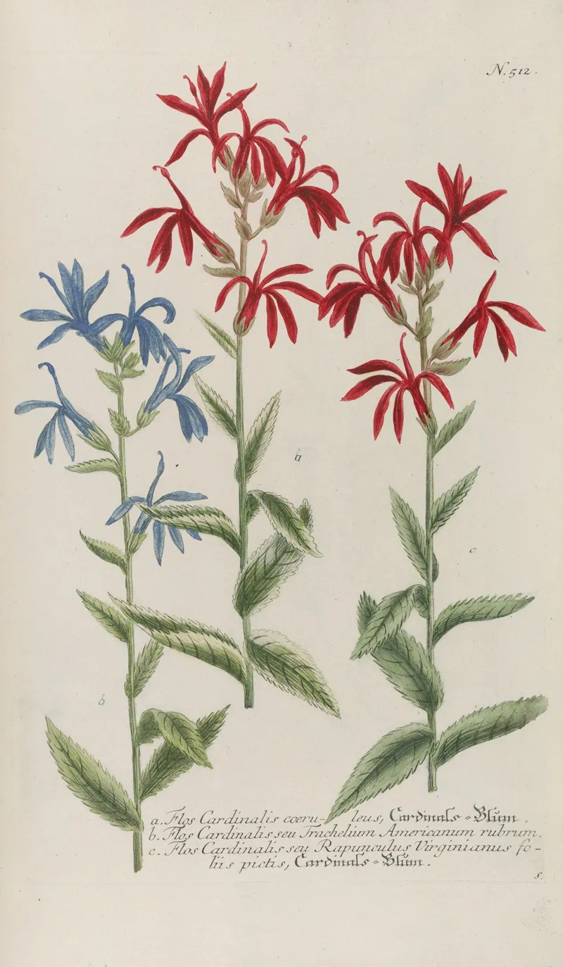 Phytanthoza Iconographia Pl 235