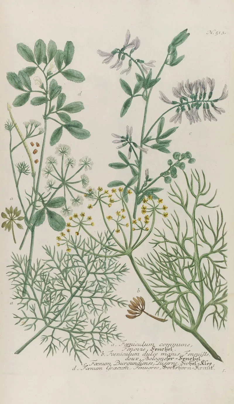 Phytanthoza Iconographia Pl 236