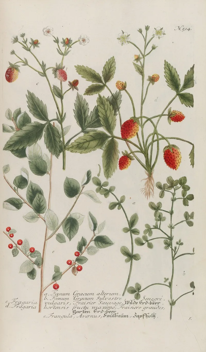 Phytanthoza Iconographia Pl 237