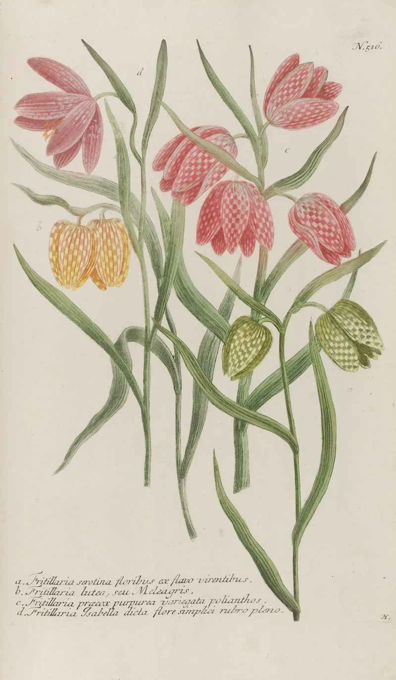 Phytanthoza Iconographia Pl 239