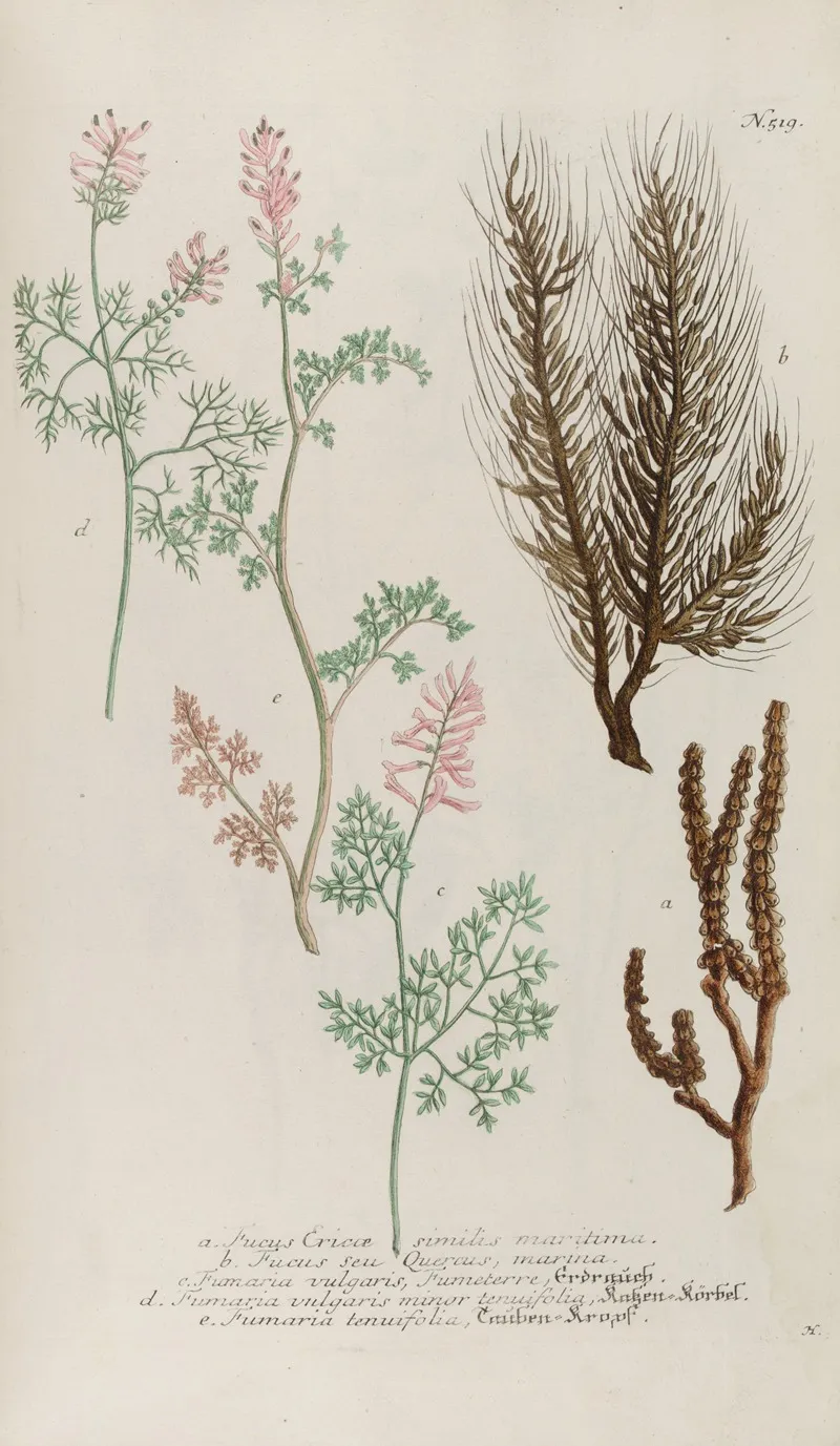 Phytanthoza Iconographia Pl 242