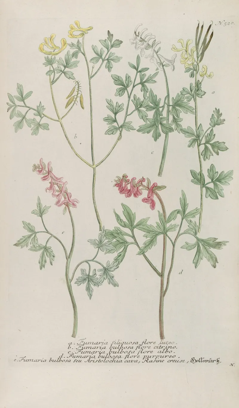 Phytanthoza Iconographia Pl 243