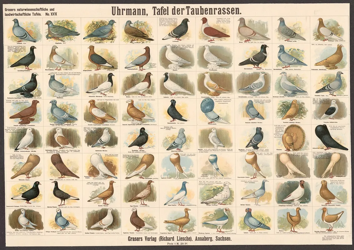 Pigeon Breeds by E. Schiewick - Canvas Print