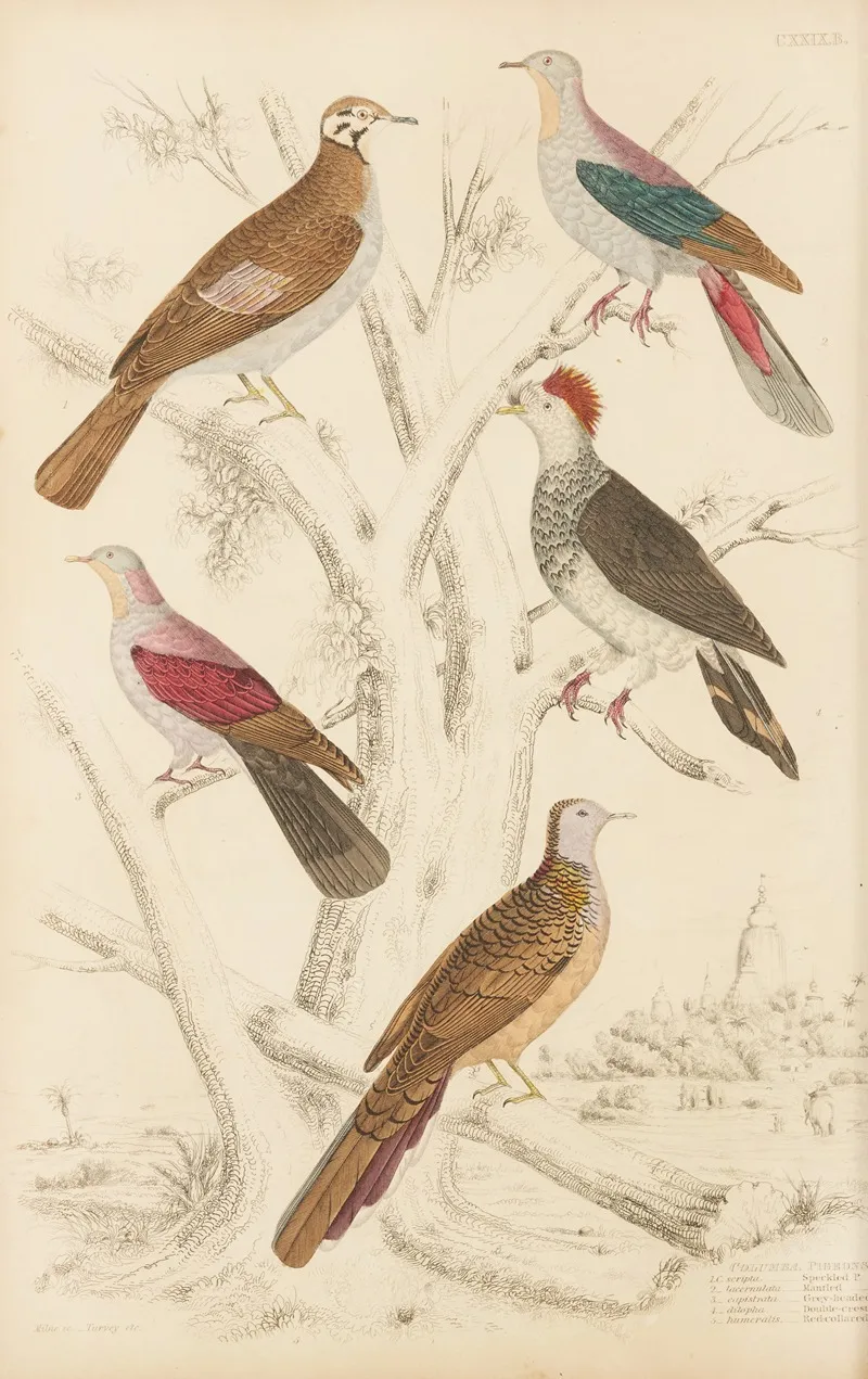 Pigeons 3 by William MacGillivray - Canvas Print