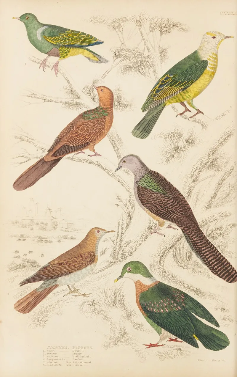 Pigeons 4 by William MacGillivray - Canvas Print