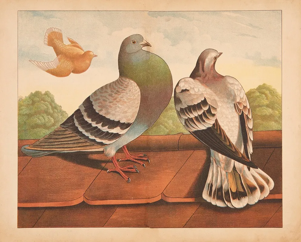Pigeons 5