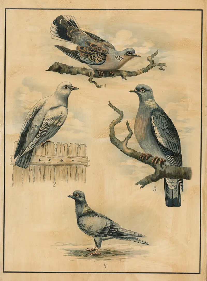 Pigeons 6