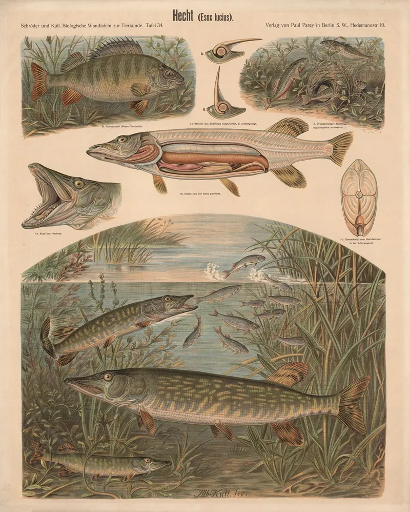 Pike Esox Lucius by Albert Kull - Canvas Print