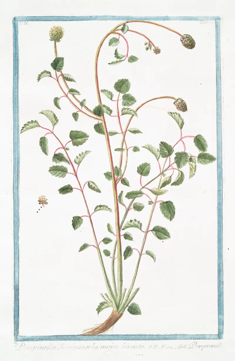 Pimpinella Sanguisorba Major Hirsuta Pimprenelle