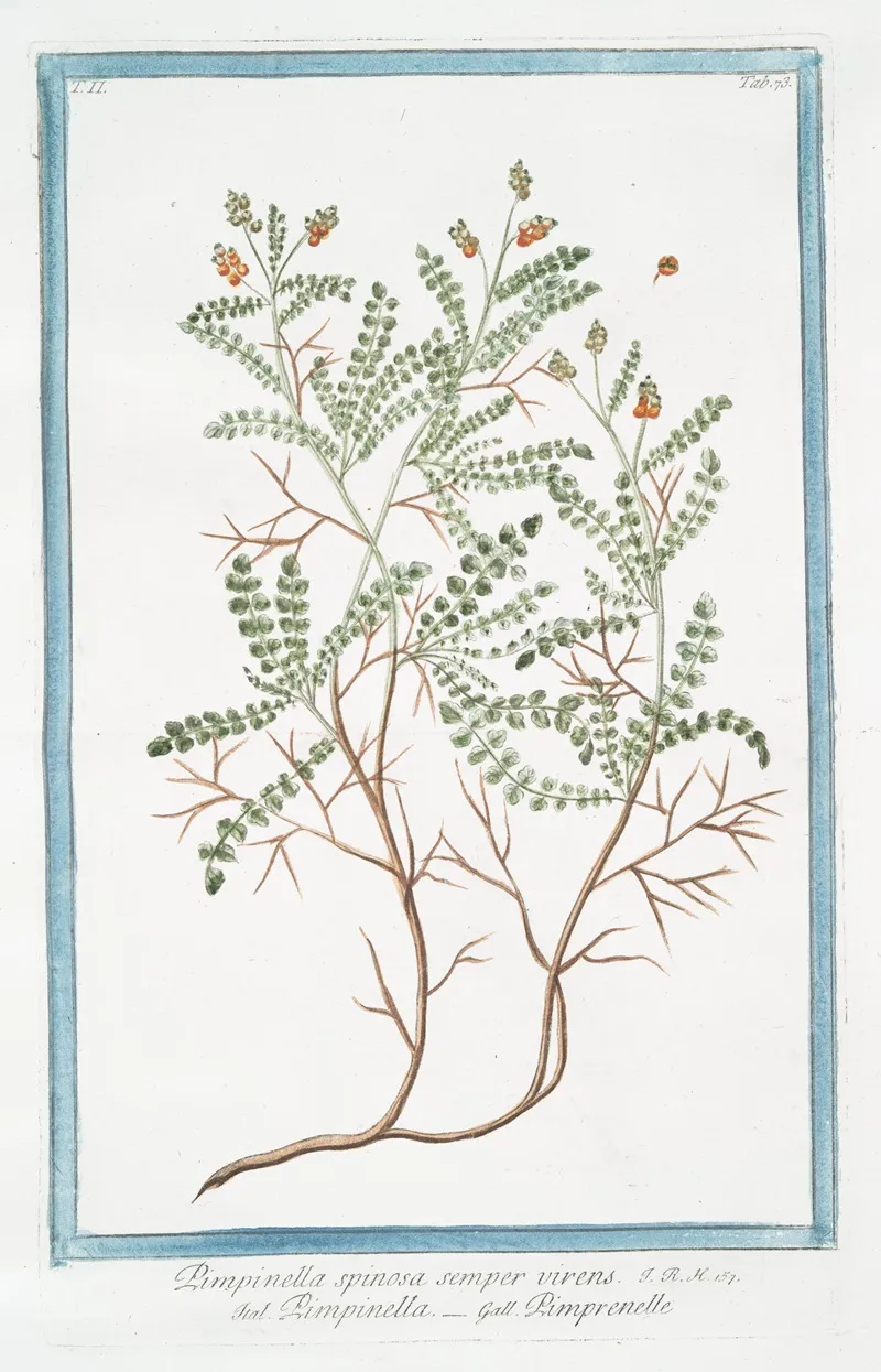 Pimpinella Spinosa Semper Virens Pimpinella Pimprenelle