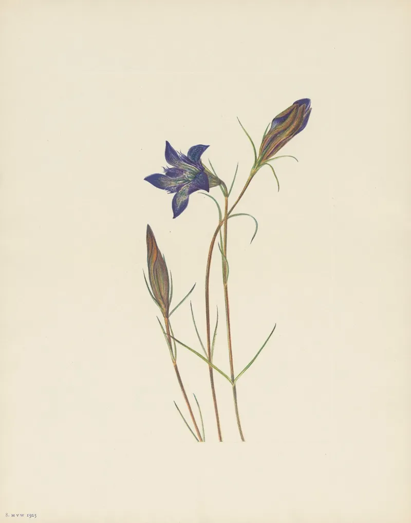 Pinebarren Gentian Gentiana Porphyrio 3