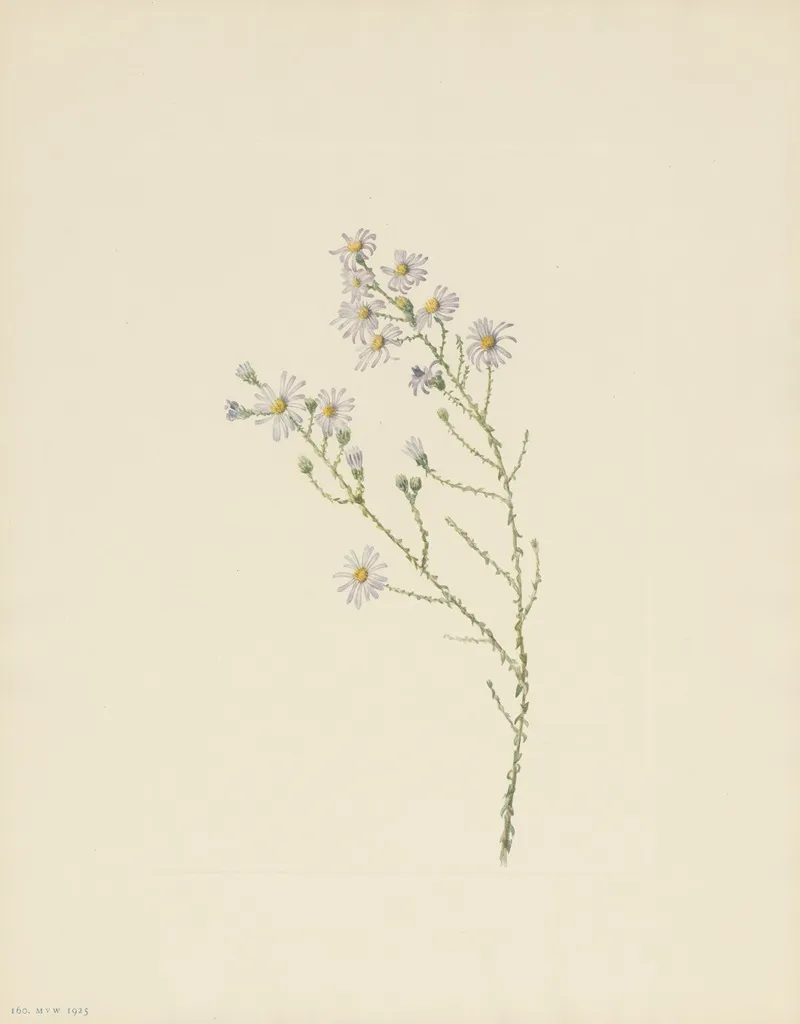 Pineland Aster Aster Squarrosus 3
