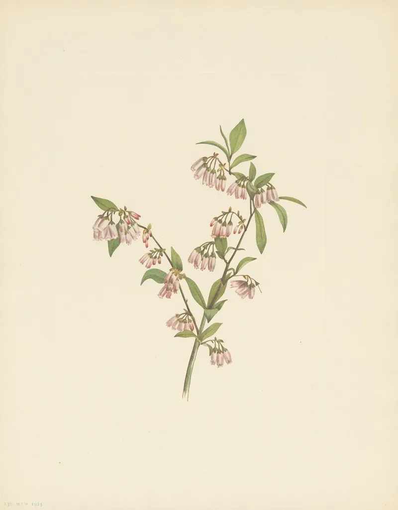 Pineland Blueberry Vaccinium Tenellum 3