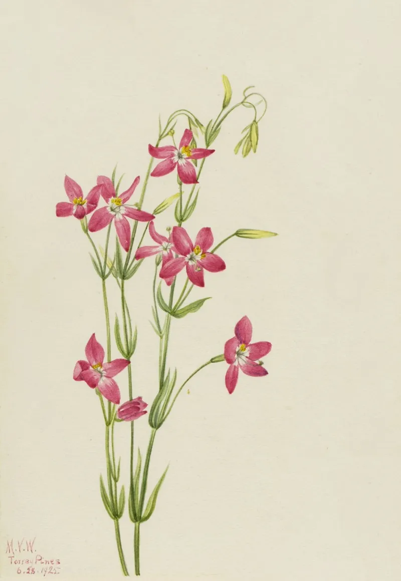 Pink Centaurium Centaurium Venustum 2